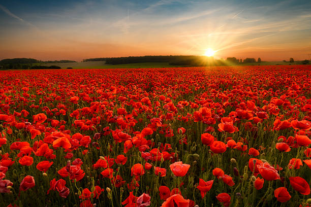 istock Beautiful summer sunset over poppy field 2253768446