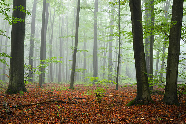 Soriano nel Cimino, Vterbo, Lazio, Italy:For those who love contact with nature, the Monte Cimino beech forest is the ideal place for excursions with a natural and suggestive scenery.