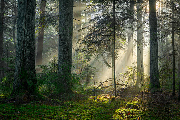 istock Beautiful sunny morning in the forest 2253768507