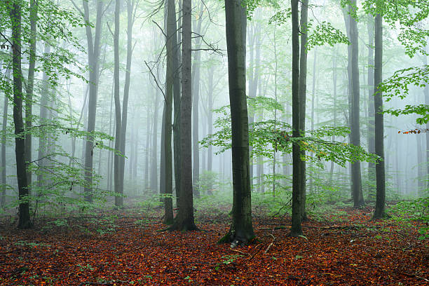 Atmospheric  picture of the primeval forest at Moens Klint in Denmark. Colour, horizontal format with some copy space.