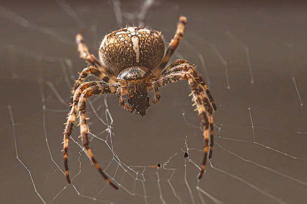 istock She hangs there like a guardian of silence. 2253768849
