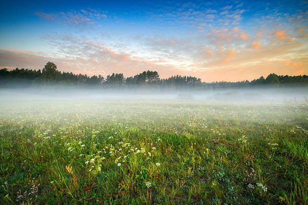 istock Misty summer morning over the forest glade 2253768890