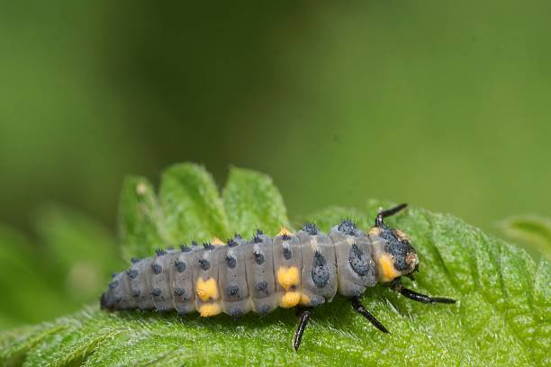 istock A ladybug larva, with its distinctive black and orange markings, rests on a vibrant green leaf in a macro shot, showcasing detail. 2253769083