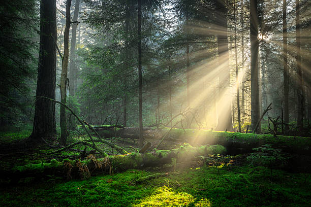 istock Sunny morning in the pine forest with sunbeams 2253769133