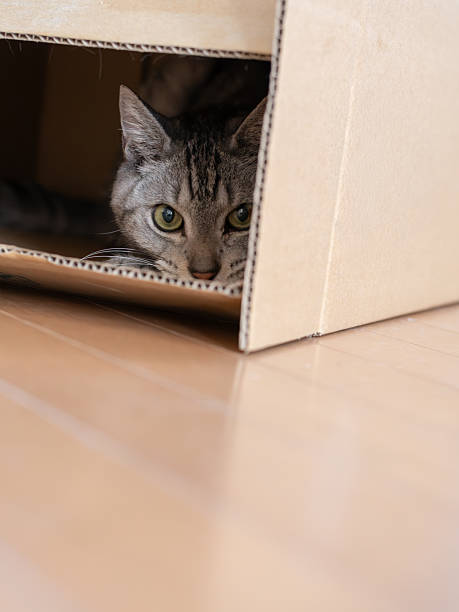 istock Cute cat peeking out of a cardboard box 2253769305