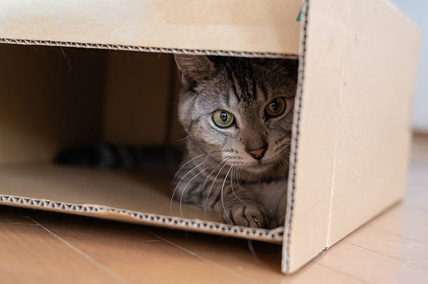 istock Cute cat peeking out of a cardboard box 2253769314