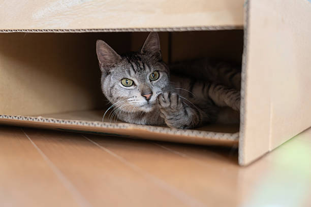 istock Cute cat peeking out of a cardboard box 2253769315