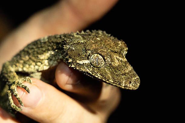 istock Camouflaged Leaf-Tailed Gecko Resting on Mossy Tree Branch in Tropical Forest at Night 2253769560