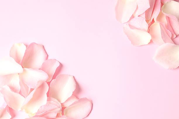 istock Pink rose petals on a color background 2253770760