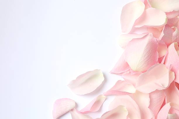 istock Pink rose petals on white background 2253770761