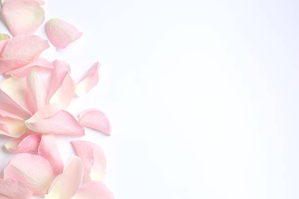 istock Pink rose petals on white background 2253770764