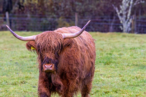 istock Highland Cattle Grazing Peacefully in a Lush Scottish Meadow During a Cloudy Afternoon 2253772113