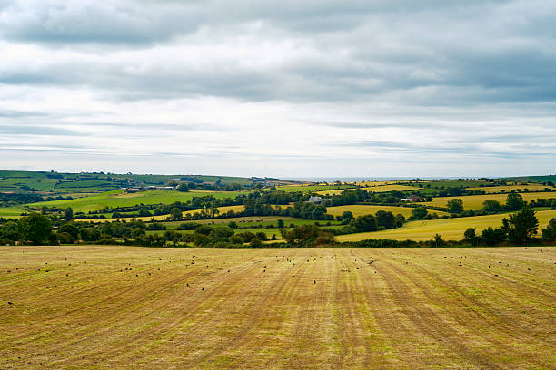 The countryside invites peace, as the golden fields meet rolling hills under a cloudy sky.