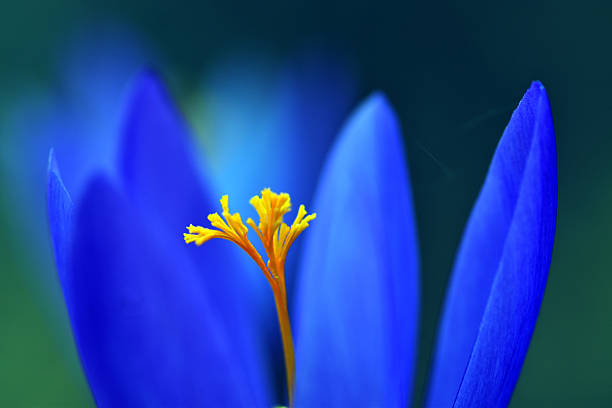 Closeup of a Purple Saffron Crocus  flower in bloom at the beginning of the spring season.