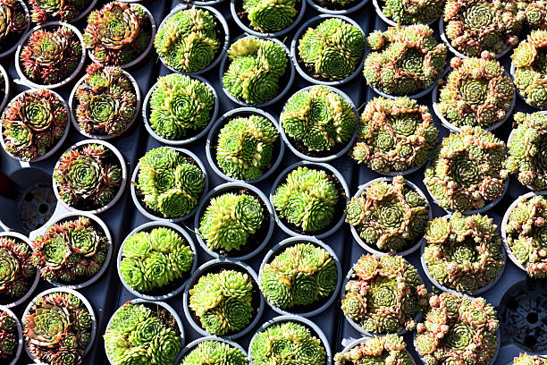Cactus collection at an exhibition