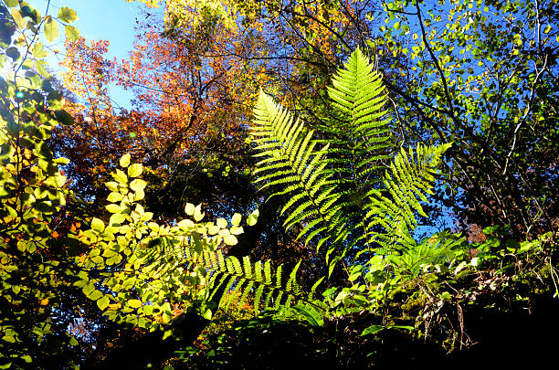 Natural variety of leaves and flowers, fern leaves, green forest, background illustration concept