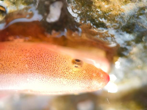 An Asian swamp eel (Monopterus albus), also known as a rice-field eel. This air-breathing fish is notable for several features