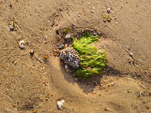 The image of a cluster of barnacles attached to a surface, likely a rock or shell, next to some green seaweed on a sandy beach.