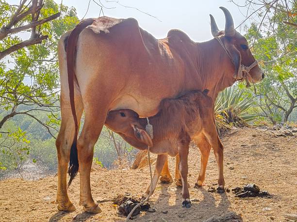 Image of a mother Indian cow with her calf, a distinctive Indian dairy cattle breed known for its hardiness and milk production.