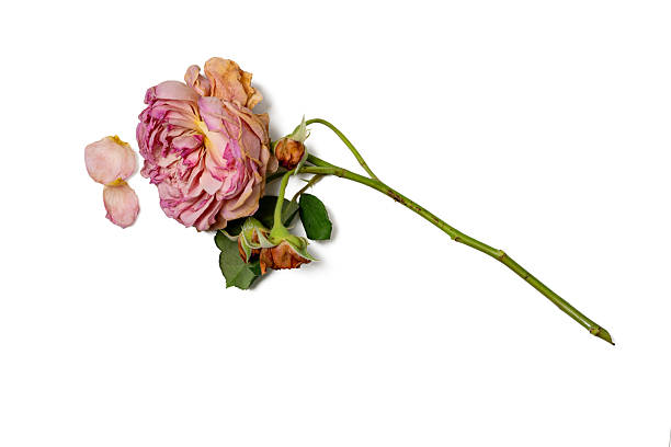 The photo of eisvogel rose  taken with a high-resolution camera using the focus-stacking technique on a white background.