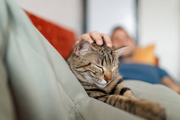 istock Man Relaxing on Couch with Cat on Lap 2253775738