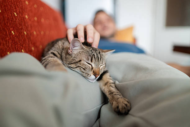 istock Man Peaceful Moment with Cat on Lap 2253775739
