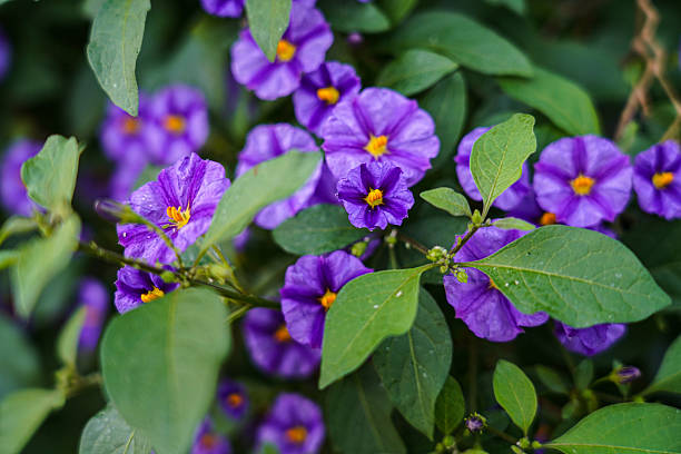 Flowers Of Lycianthes Rantonnetii