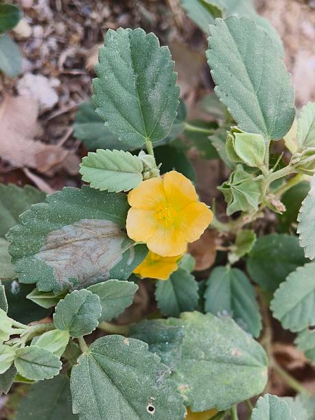 istock Gokhru (Tribulus terrestris ) plant with flower 2253775997
