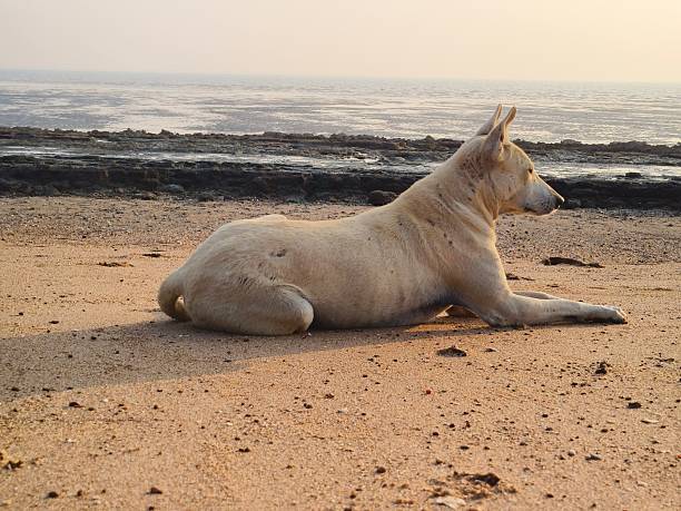 Indian dog resting peacefully on a sandy beach
