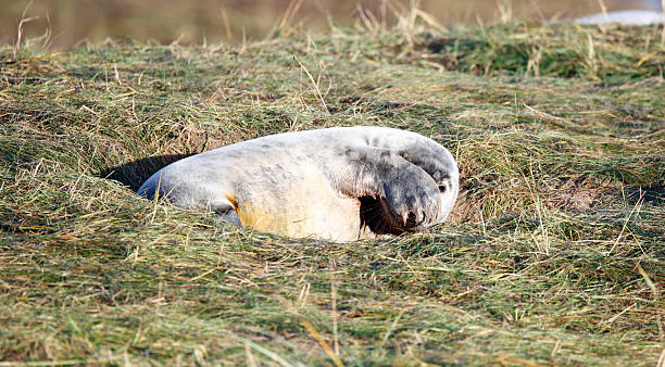 istock Grey seal cubs on the beach 2253777305