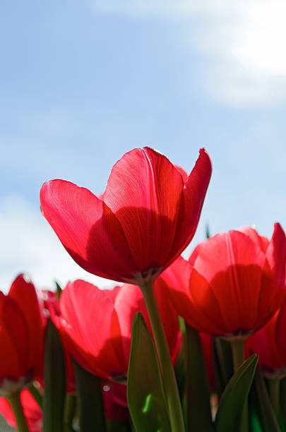Low-angle view of red tulips growing together in soft daylight, creating a sense of abundance and renewal. The image evokes connection, appreciation, and seasonal joy, making it suitable for Mother’s Day campaigns, Valentine’s Day concepts, and spring lifestyle storytelling.