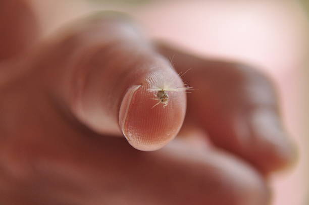 A tiny insect sits on the tip of a person's finger. The scene is illuminated by natural light, highlighting the details of the insect and the skin texture.