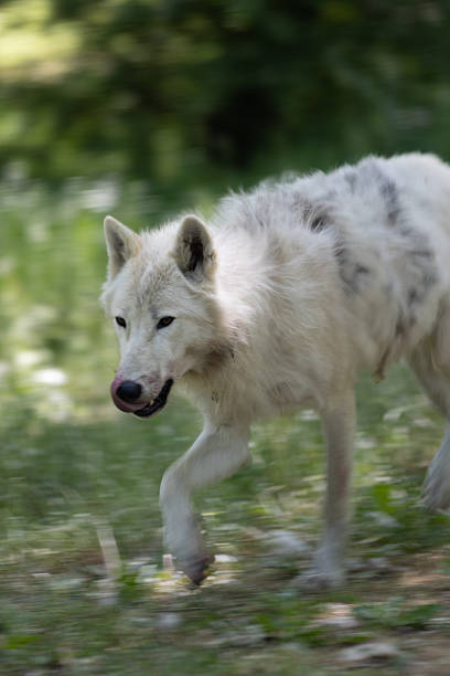 Wolf in Knuthenborg Safari Park in Denmark