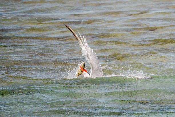 White cheeked tern catching fish on sea surface in Red Sea, Egypt, dramatic wildlife moment with splashing water, marine bird feeding behavior, natural action scene. High quality photo