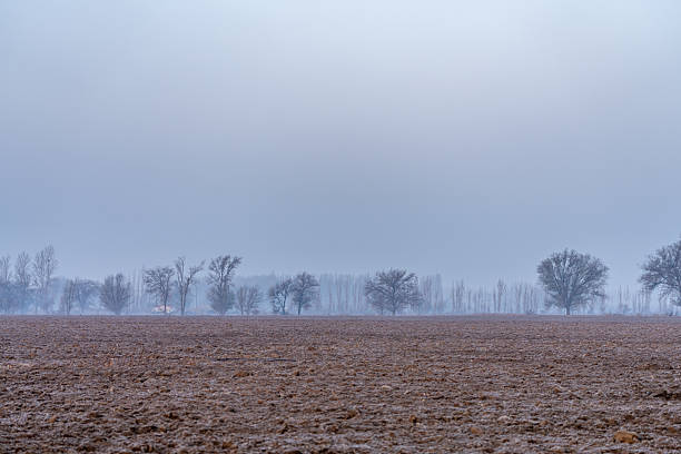 Dry deciduous trees on the grassland in winter fog