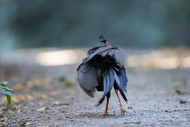 A male Siamese fireback pheasant spreading its wings while standing on a forest path. The bird features striking red facial skin, slate-gray body, and elegant posture. Captured in natural habitat with soft background blue.