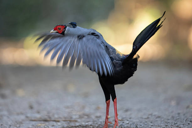 A male Siamese fireback pheasant spreading its wings while standing on a forest path. The bird features striking red facial skin, slate-gray body, and elegant posture. Captured in natural habitat with soft background blue.