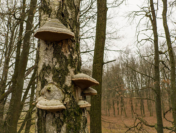 A group of mushrooms growing on a tree in the woods.