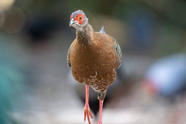 Close-up of a female Siamese fireback pheasant walking toward the camera on a forest path. The bird shows warm brown plumage, red facial skin, and slender legs, captured with shallow depth of field and soft background bokeh. Ideal for wildlife and nature themes.