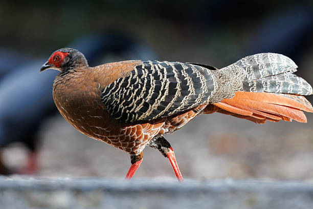Close-up of a female Siamese fireback pheasant walking toward the camera on a forest path. The bird shows warm brown plumage, red facial skin, and slender legs, captured with shallow depth of field and soft background bokeh. Ideal for wildlife and nature themes.