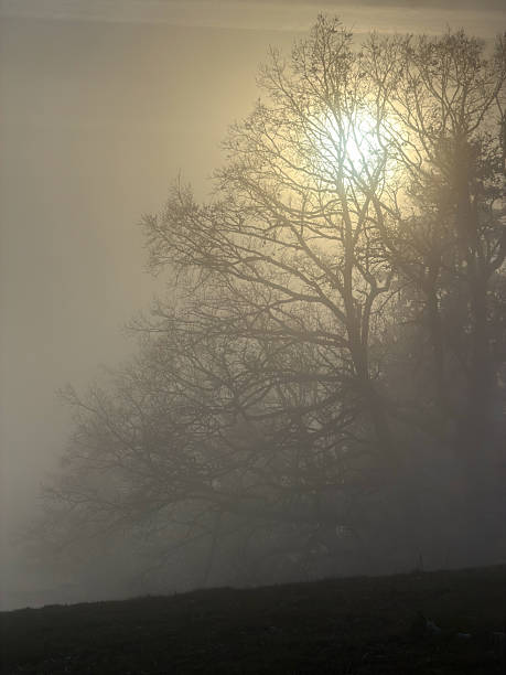 Sun shining through fog, tree in foreground