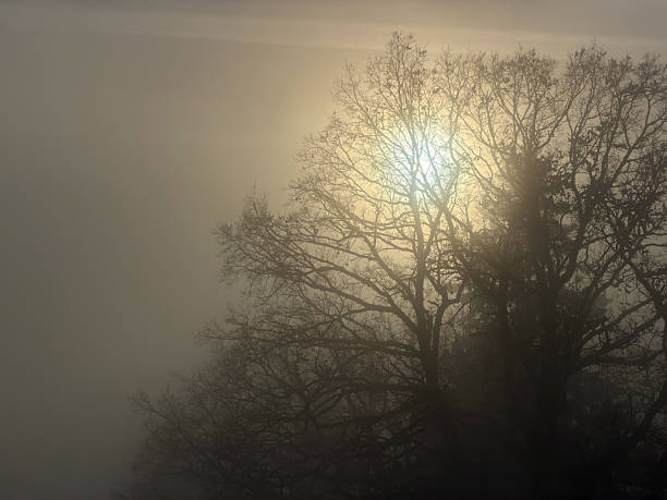 Sun shining through fog, tree in foreground