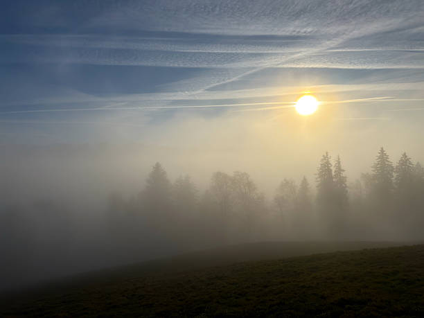 Trees in the fog,  blue sky above with sun and long contrails