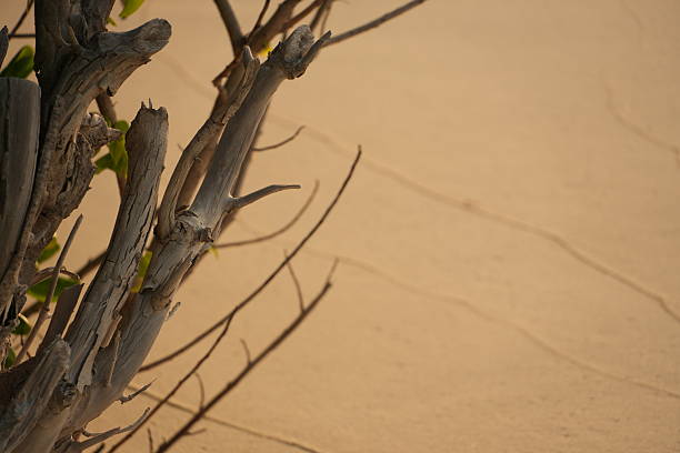 Weathered branches of a tree stand out against the soft, plain texture of sand, creating a natural and minimalist composition.