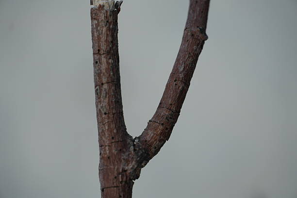 A 'Y' shaped tree branch, detailed with small markings, presents a minimalist composition against a muted, soft background.