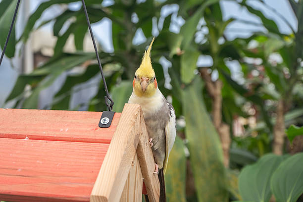 Close-up of a curious cockatiel perched on a wooden birdhouse in a tropical garden.