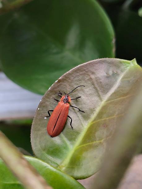Red Insect Resting on Green Tropical Leaf, Macro View