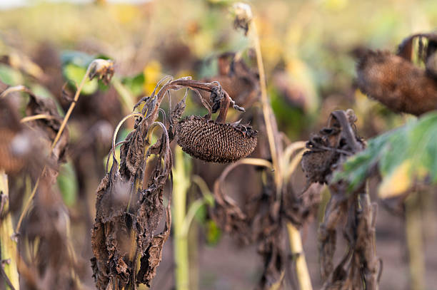 istock Naturally dried sunflowers in a field. Selective focus. 2253783744