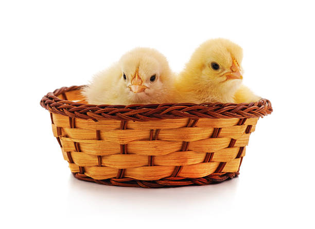 Six week old female baby chicks, Golden Pullet Comet and Rhode Island reds, in a basket with white lace fabric next to a window against a gray wall.