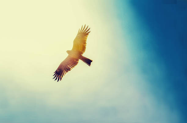 istock Eagle soaring in shining sky under Kyoto ( on Kamo river) 2253784544